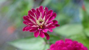 Prämenstruelles Syndrom (PMS) Heilpraktikerin