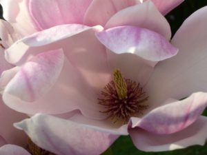 Heilpraktikerin für Frauenheilkunde